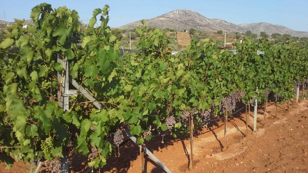 Κτήμα Λιεπούρη