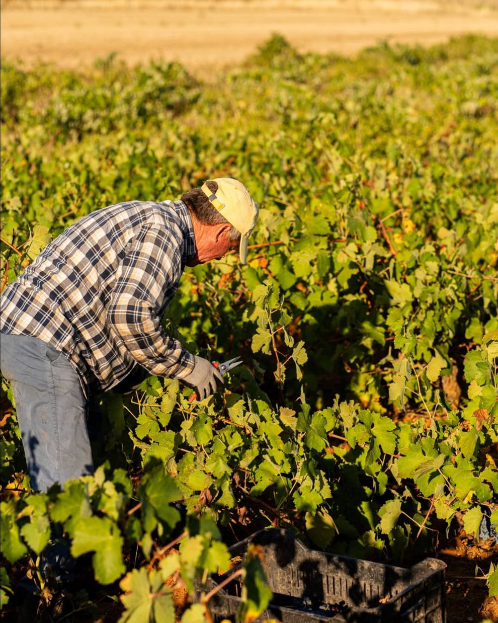 Μουσείο Οίνου