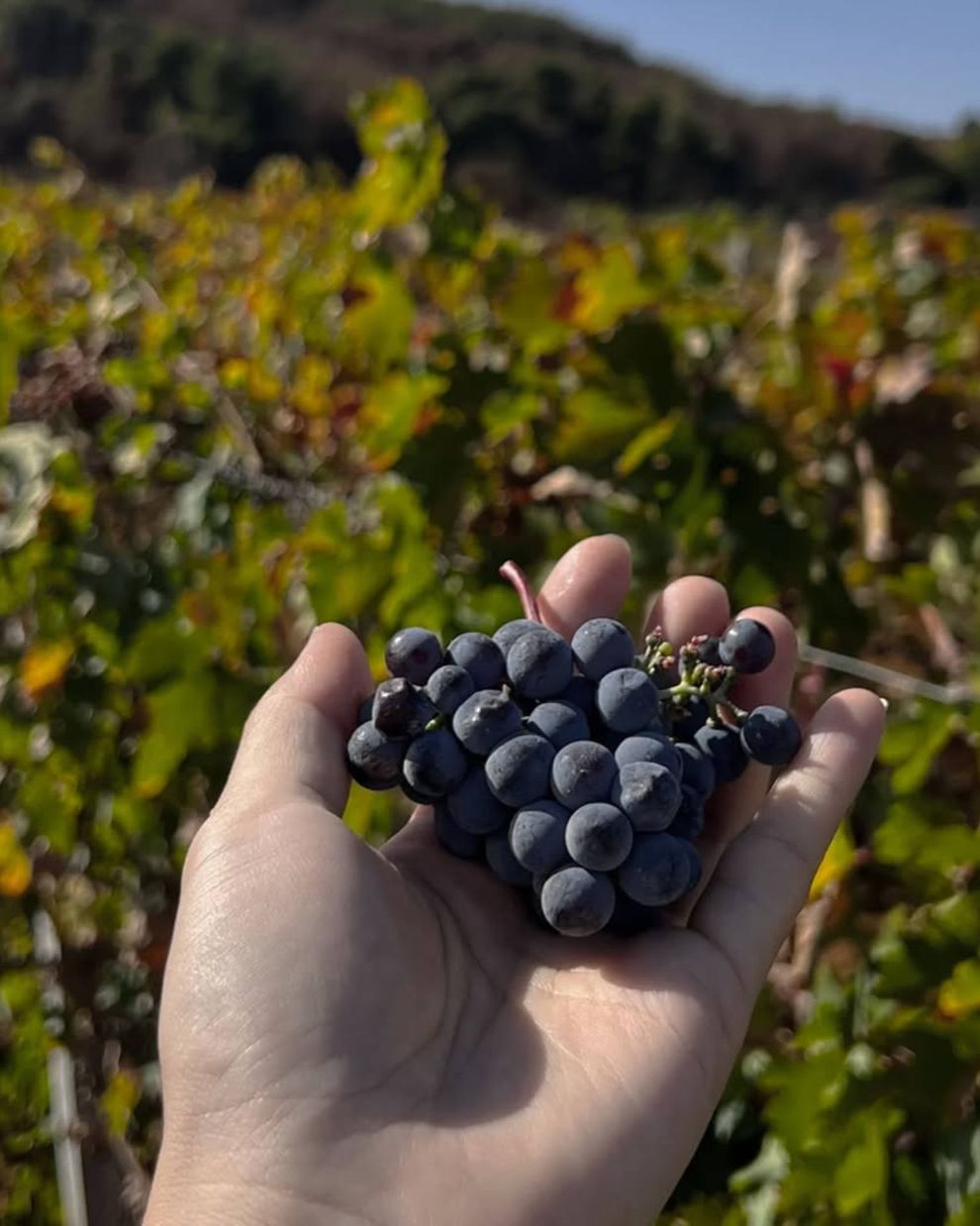 Οινότρια Γη