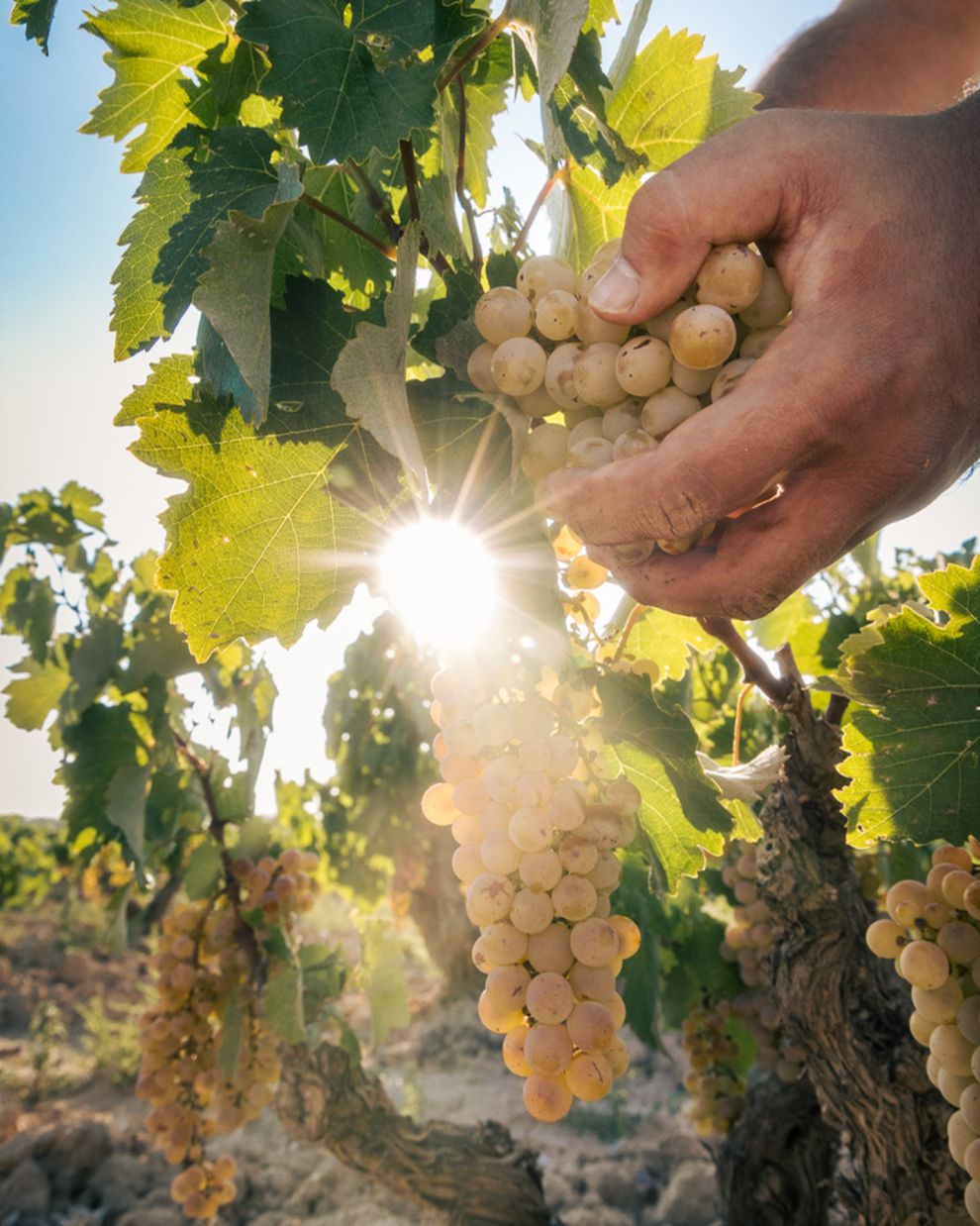 Παπαγιαννάκος