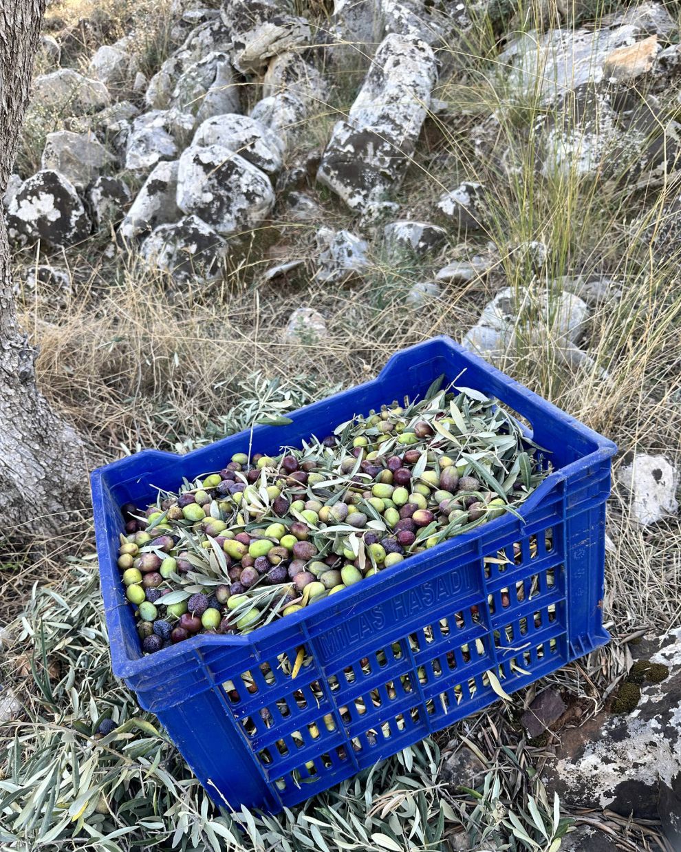 Παραγωγή ελαιολάδου