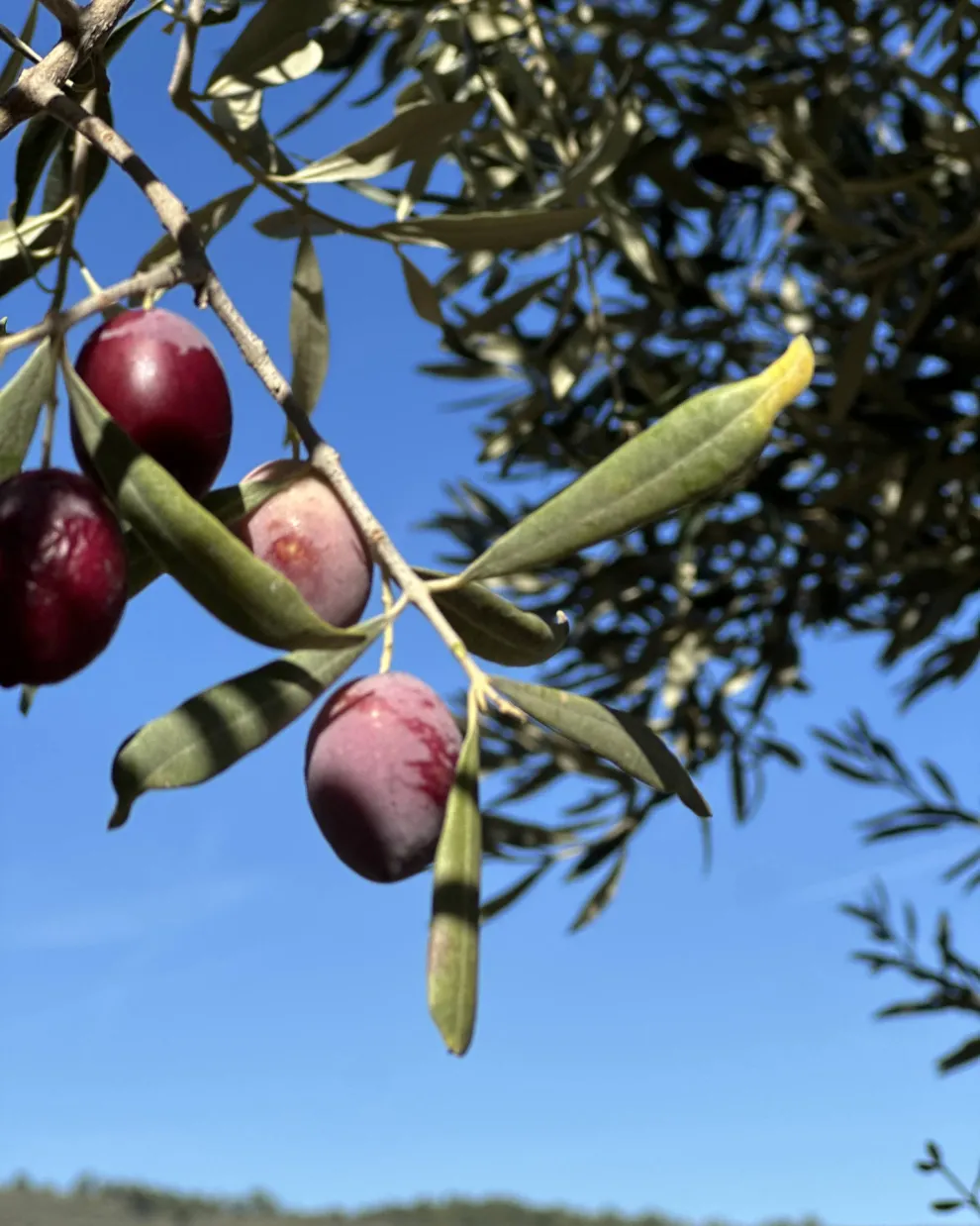Παραγωγή ελαιολάδου 