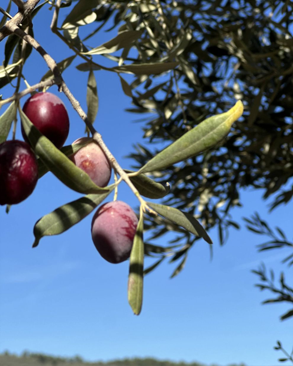Παραγωγή ελαιολάδου 