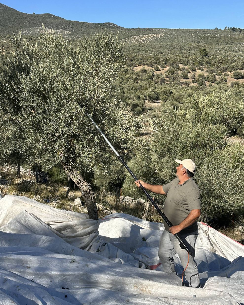 Παραγωγή ελαιολάδου