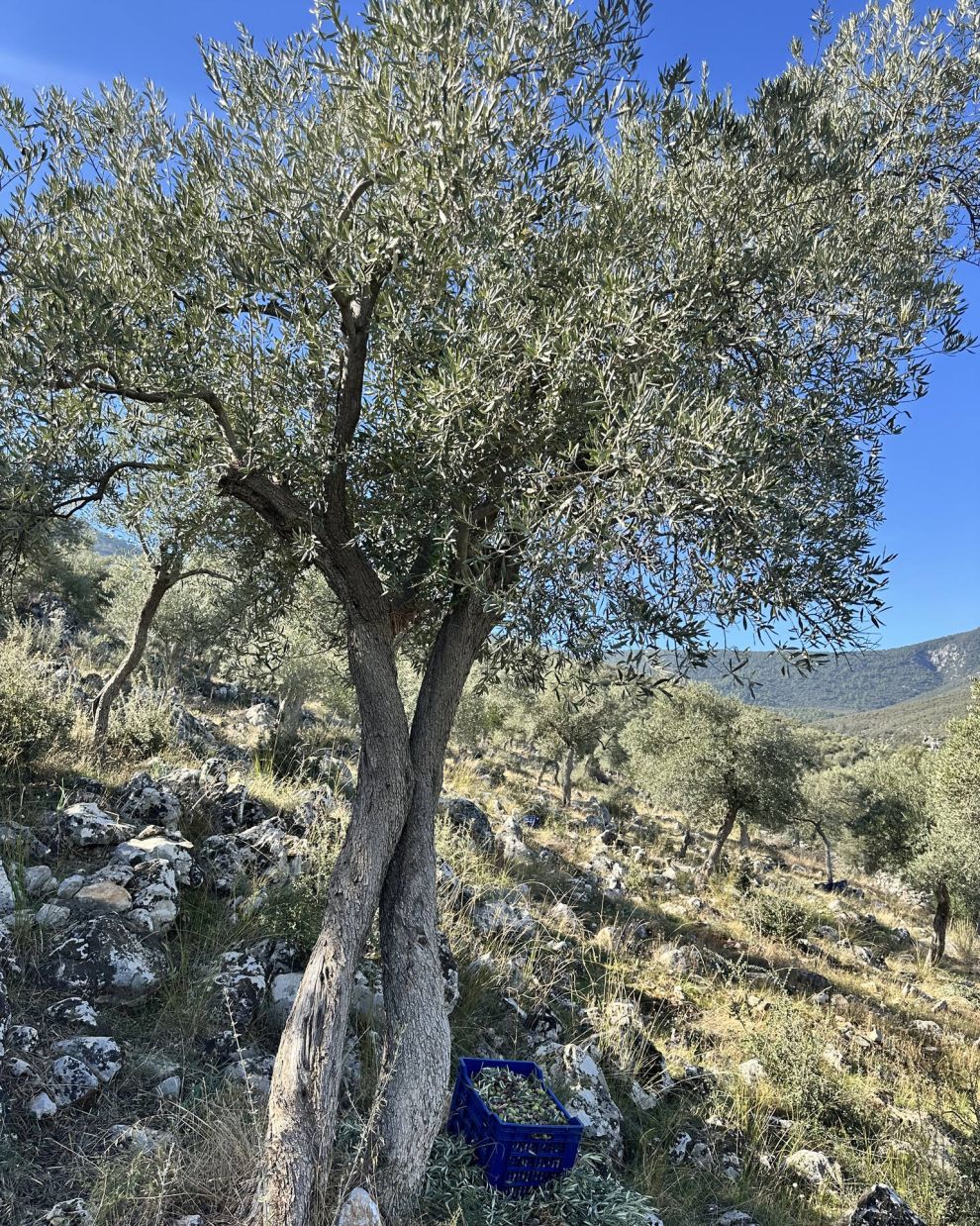 Παραγωγή ελαιολάδου