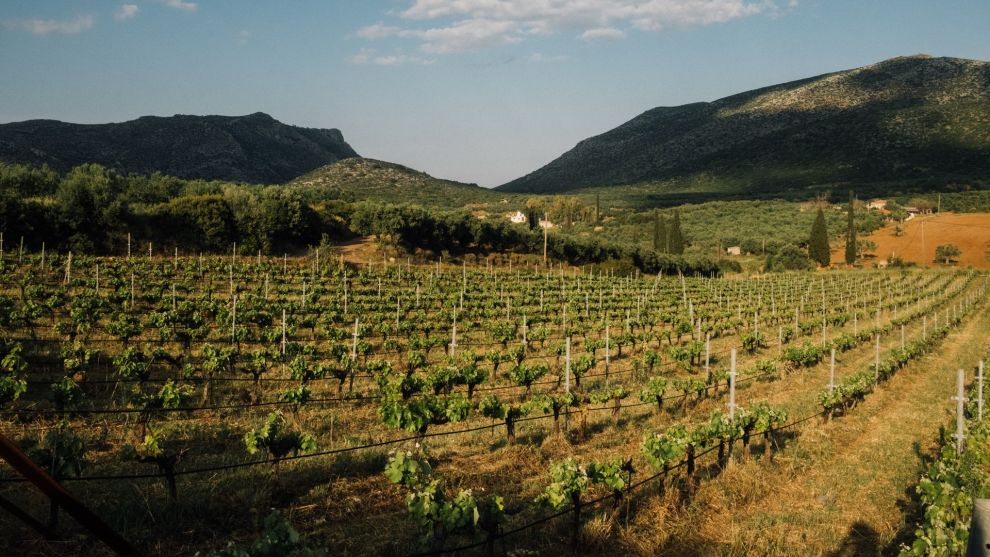 Οινοποιία Τσιμπίδη