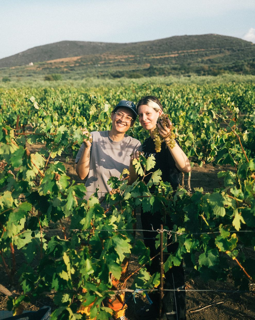Οινοποιία Τσιμπίδη