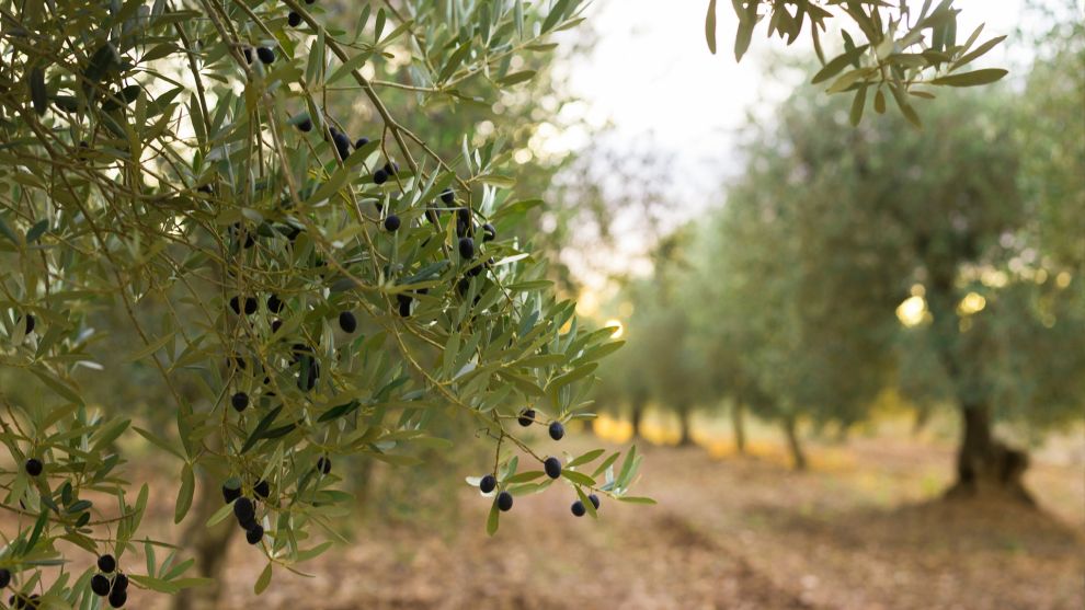 Βιωσιμότητα και ελαιόλαδο