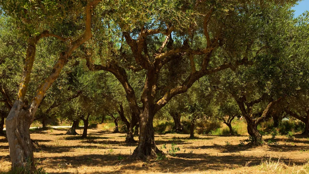 Το ελαιόλαδο από την αρχαιότητα στο σήμερα: Ένα ταξίδι 4.000 χρόνων που συνεχίζεται