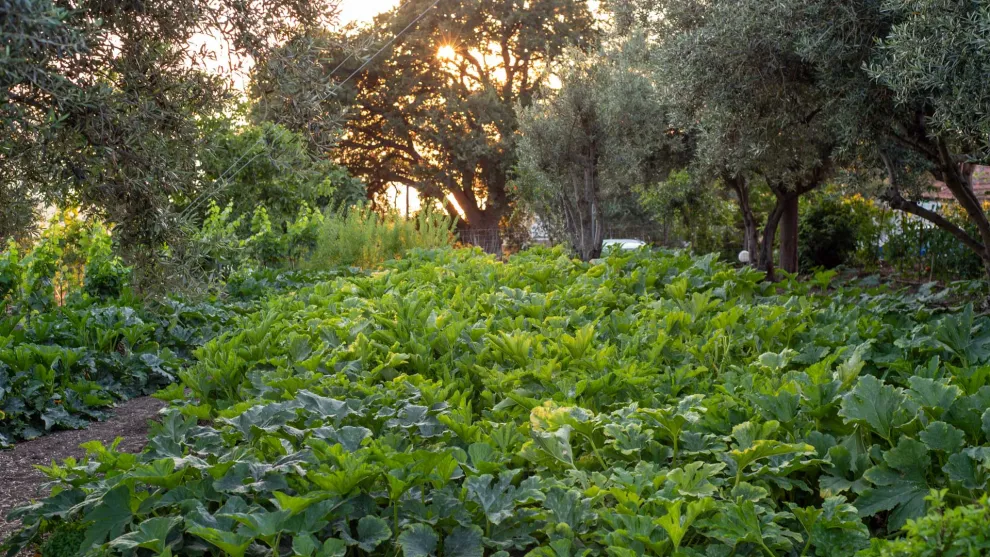 Lesvos Food Festival