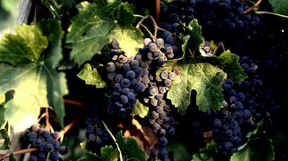 Βουρβουκέλης 